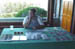 carolee_marano _1